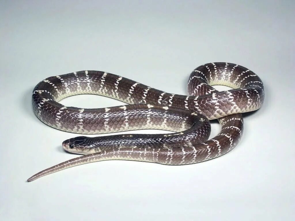 Семейство аспидовых змей. Малайский Крайт змея. Индийский Крайт. Голубой Крайт змея. Индийский Крайт (Bungarus caeruleus).