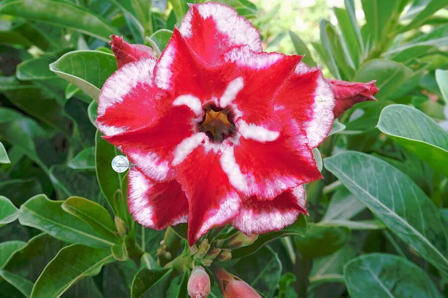 адениум sally. цветок роза пустыни адениум. адениум розовый. адениум синглы микс. адениум обесум mix.