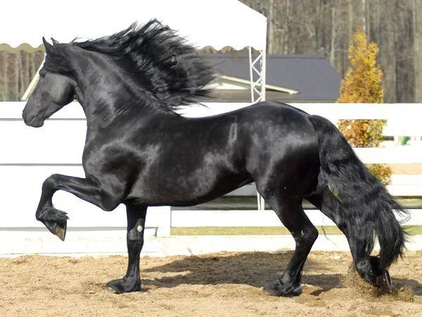 Без фриза. Лошади породы фриз. Фризская лошадь. Фризская лошадь черная Жемчужина. Фризская лошадь экстерьер.