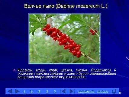 Ягоды 3 класс