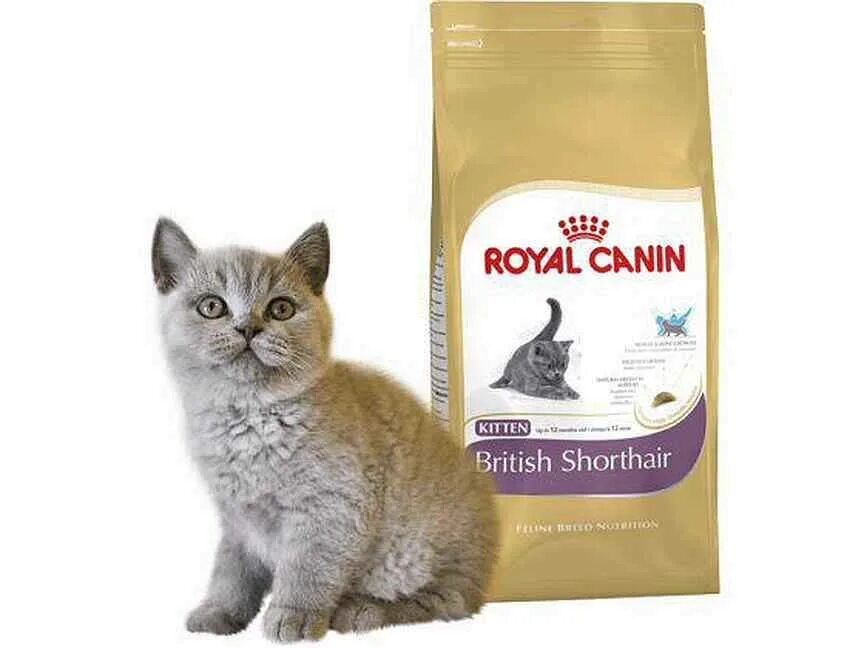 Корм для шотландских котят. Корм для котят Роял Канин для шотландцев. Роял Канин для шотландских котят. Корм Royal Canin для шотландских кошек. Роял Канин для британских кошек.