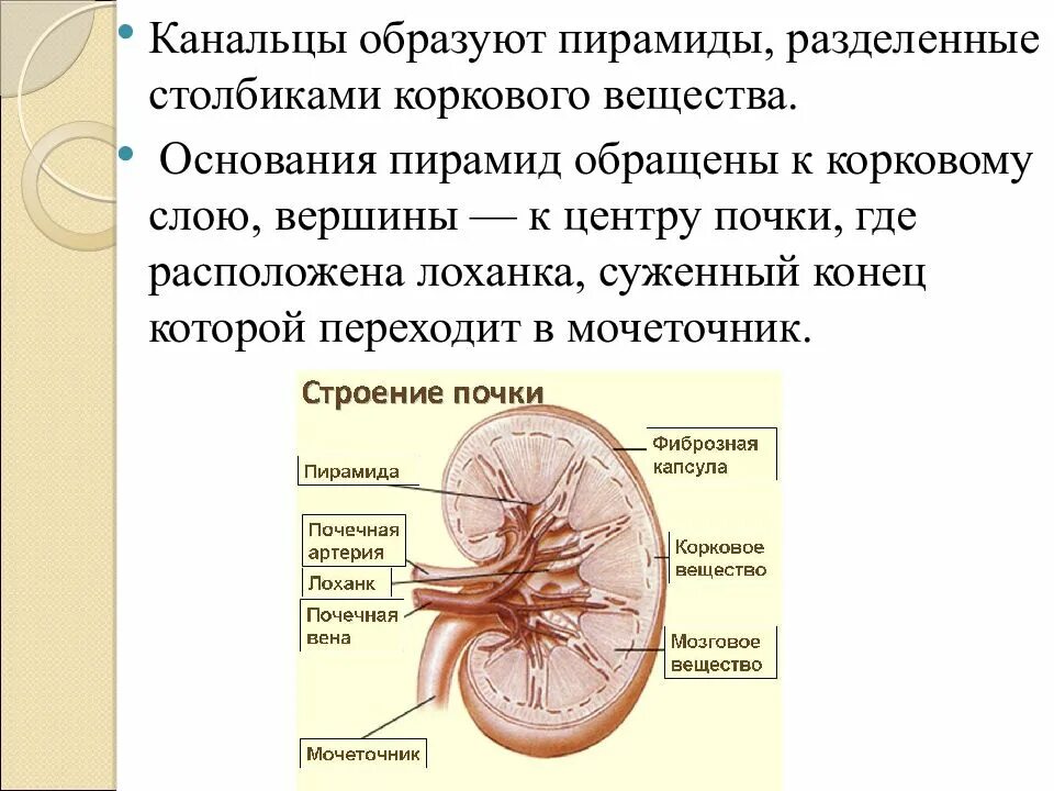 Корковое вещество почки эпителия. Строение мозгового вещества почки. Функции коркового вещества почки. Строение коркового и мозгового вещества почки анатомия. Из чего состоит корковое вещество почки.