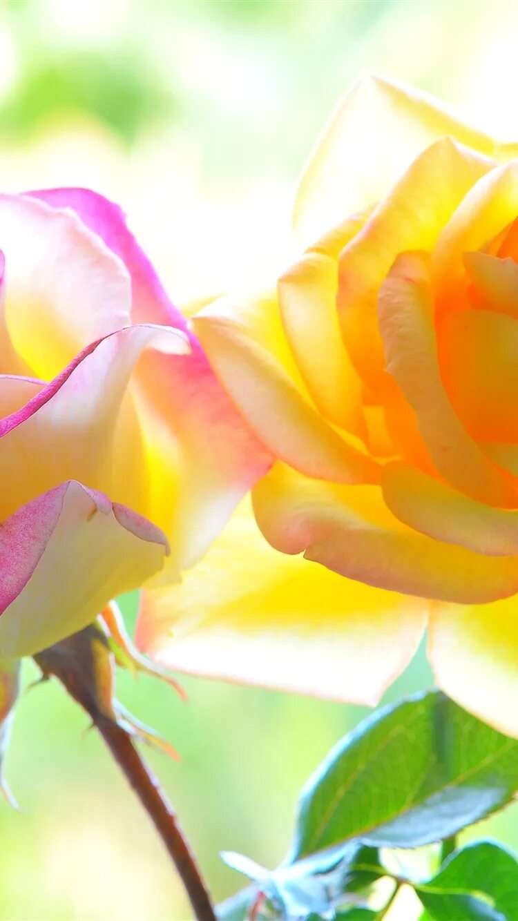 Желтоватые или розовые лепестки. Желто розовые розы. Цветы розовый желтый. Розы желорозовые. Розовый и желтый.