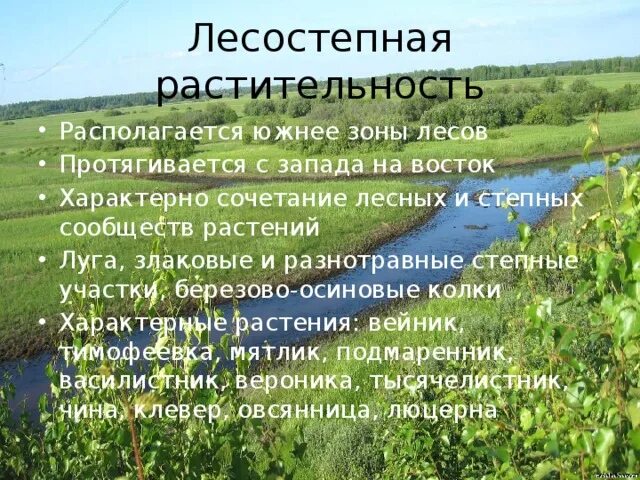 Растительное сообщество степи сообщение. Растительное сообщество степи сообщение