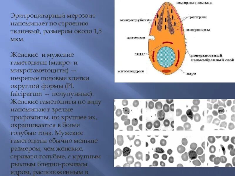 Микрогаметоцит это. Малярийный плазмодий строение. Структура малярийного плазмодия мерозоит. Тканевые мерозоиты. Макрогаметоцит и микрогаметоцит малярийного плазмодия.