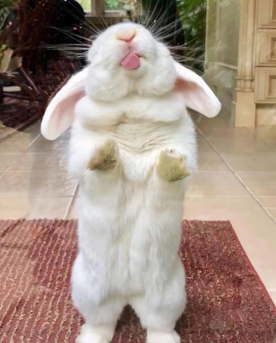 the windows are not clean let me lick them up with my little bunny tongue Pet bu