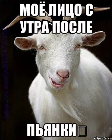 Утро после 23. Утро после пьянки. Утро после пьянки Мем. Утро после. Доброе утро после гулянки.