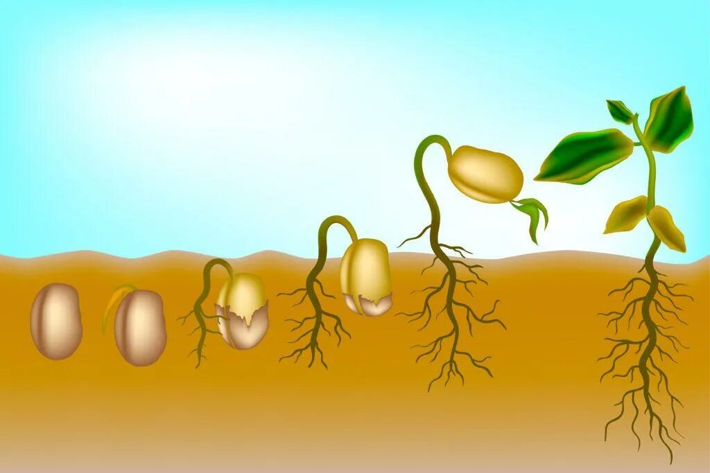 Этапы прорастания семени Боба. Прорастание фасоли для детей. Прорастание растений для детей. Прорастание семян для детей.