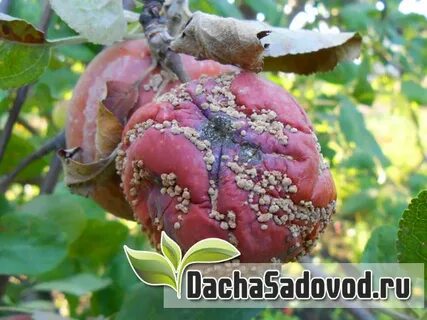 Яблоня гниль