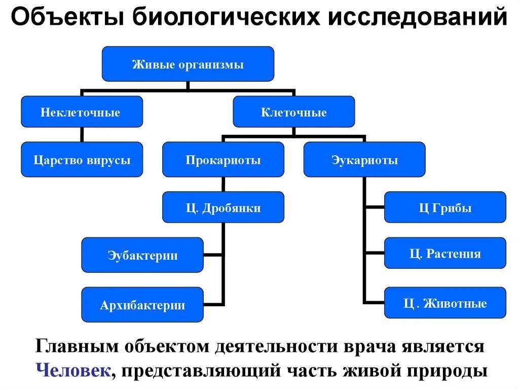 Виды биологического моделирования. Биологические объекты примеры. Биологические объекты примеры. Биологические опасные и вредные производственные факторы. Методы исследования в биологии.