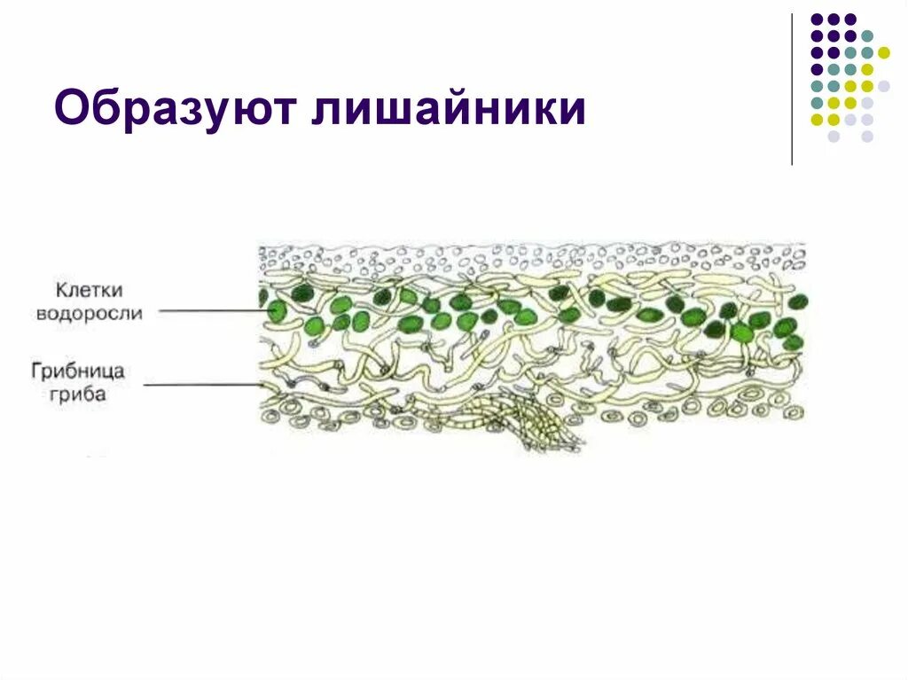 Водоросль в лишайнике выполняет функции. Строение лишайника 7 класс биология. Строение клетки лишайника. Лишайник строение микроскоп. Внутреннее строение лишайника на поперечном разрезе рисунок.