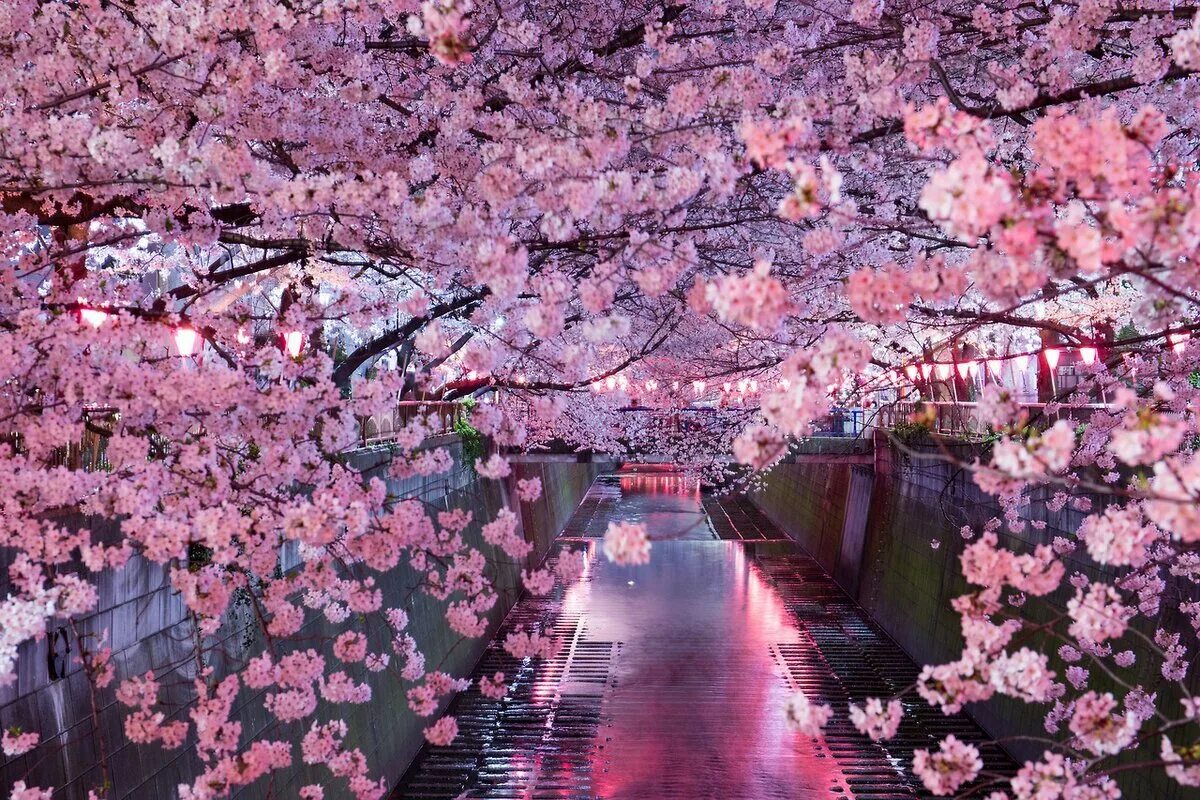 Сакура черри блоссом. Сакура черри блоссом дерево. Йокогама Япония цветение Сакуры. Черри блоссом в Токио.