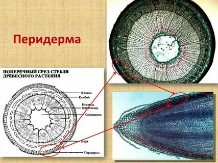 Что такое срез
