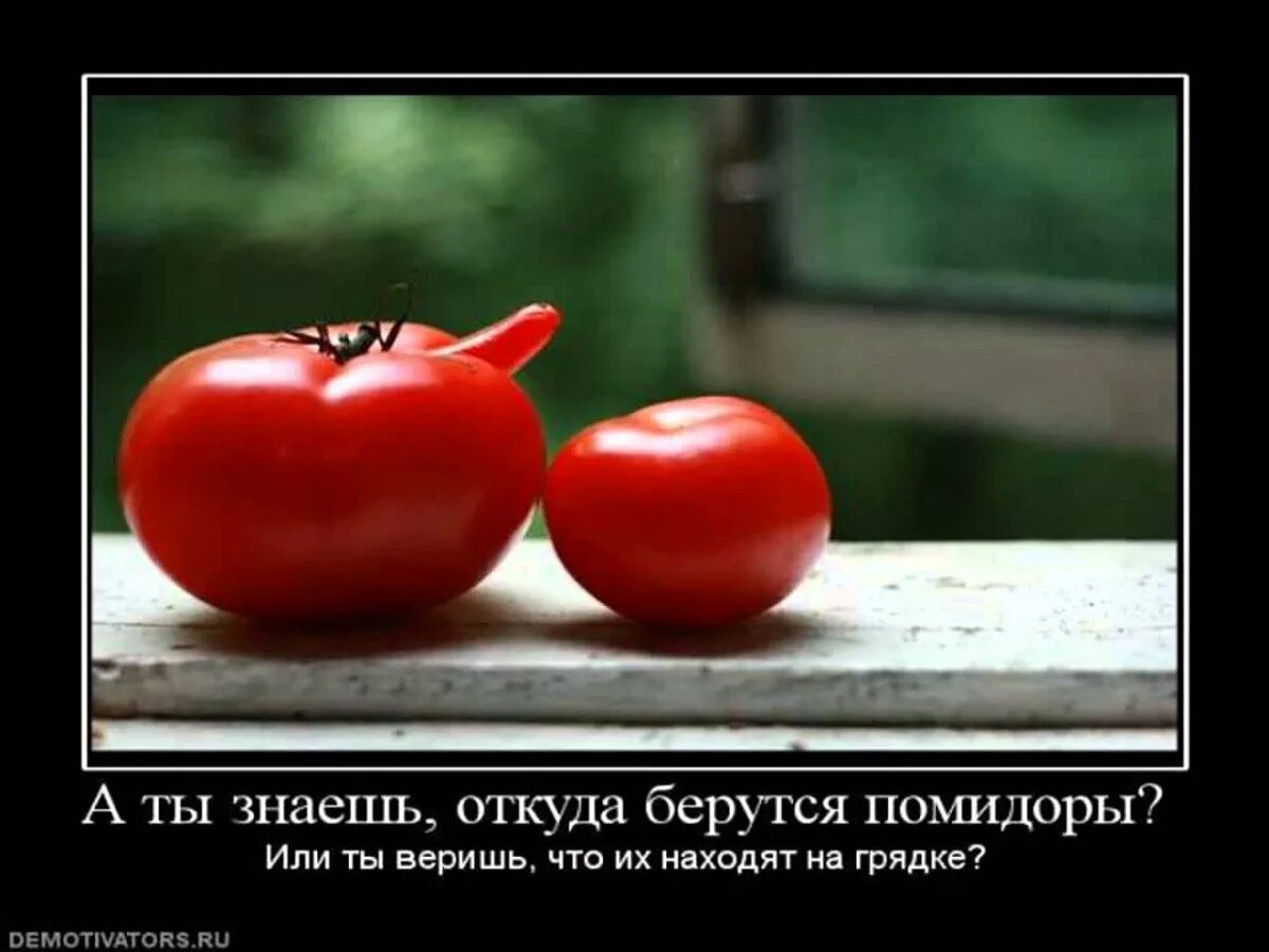 Любишь есть помидоры люби и. Прошло любов зовали помидор. Юмор про томаты. Прошла любовь. Прошла любовь картинки.