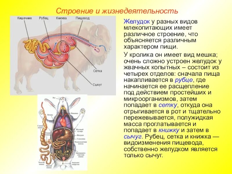 Внешнее строение класса млекопитающих. Строение желудка жвачных млекопитающих. строение 4х камерного желудка жвачных. желудок жвачных функции отделов. отделы сложного желудка жвачных млекопитающих.