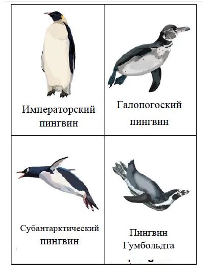 Комплексная работа пингвины ответы. Задания с пингвинами. Задания с пингвинами для дошкольников. Пингвины задания для детей. Пингвины задания для детей 6-7 лет.