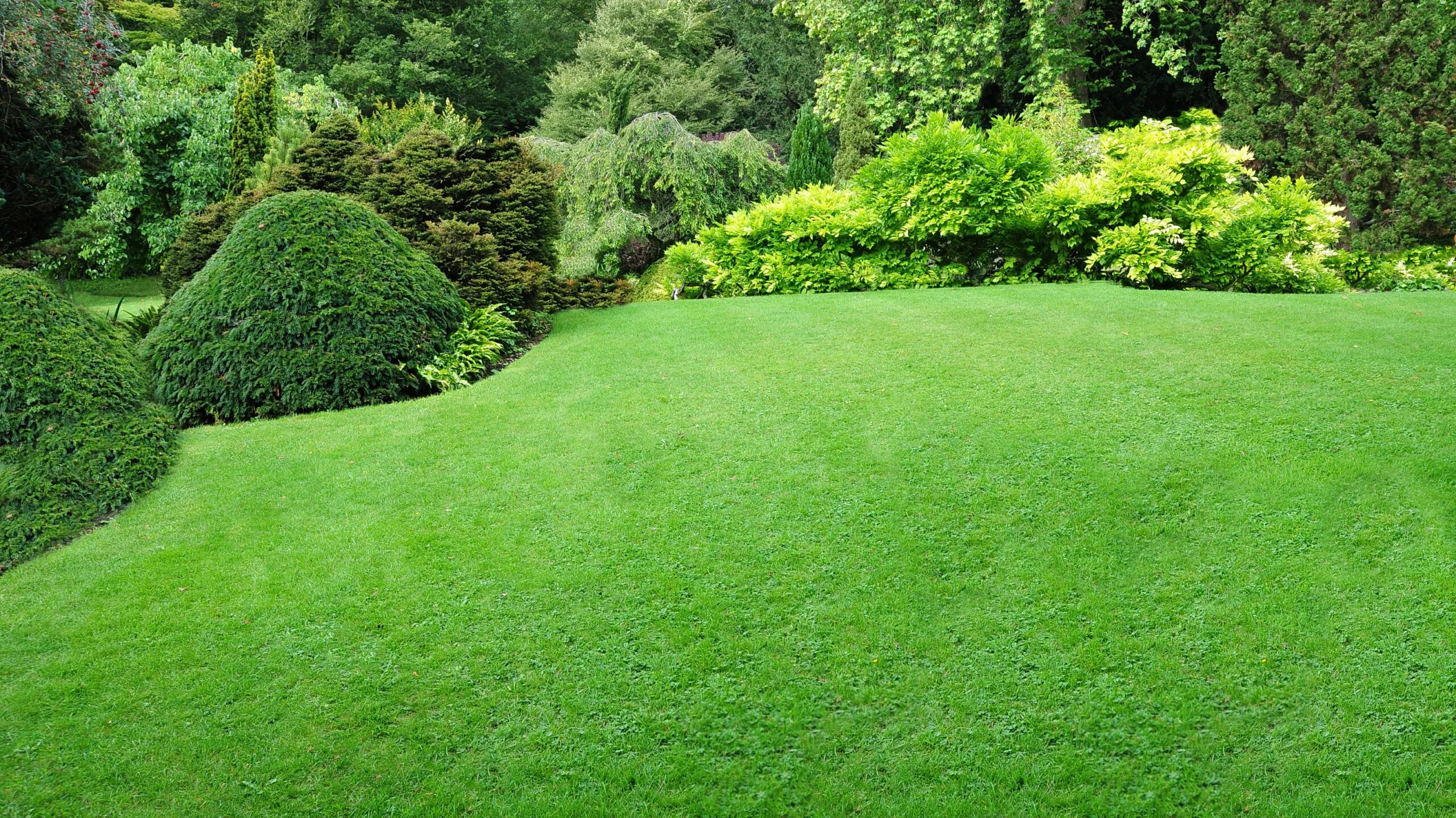 Дерн на английском. Газон в английском стиле. Партерный (английский) газон. Газонная трава "солнечная лужайка" евро. Дерн на английском.