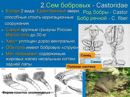 Тип симметрии бобра