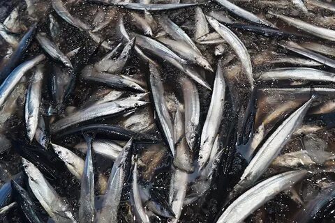 В какое время ловят сайру
