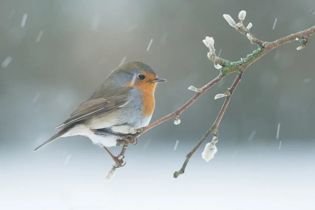 Cold bird. Зарянка зимой. Шапка Зарянка.