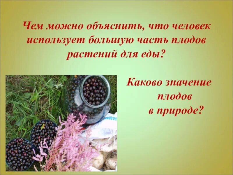 Роль плодов в природе и в жизни человека. Использование плодов человеком. Каково плодов в природе. Роль плодов и семян в жизни человека.