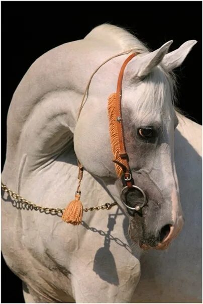 Лошади меня великий господин. Лошадь сняла маску. Покажи мне лошадь которая продаётся.