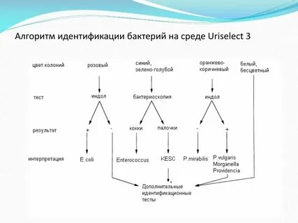 Идентификация бактерий по ферментативной активности