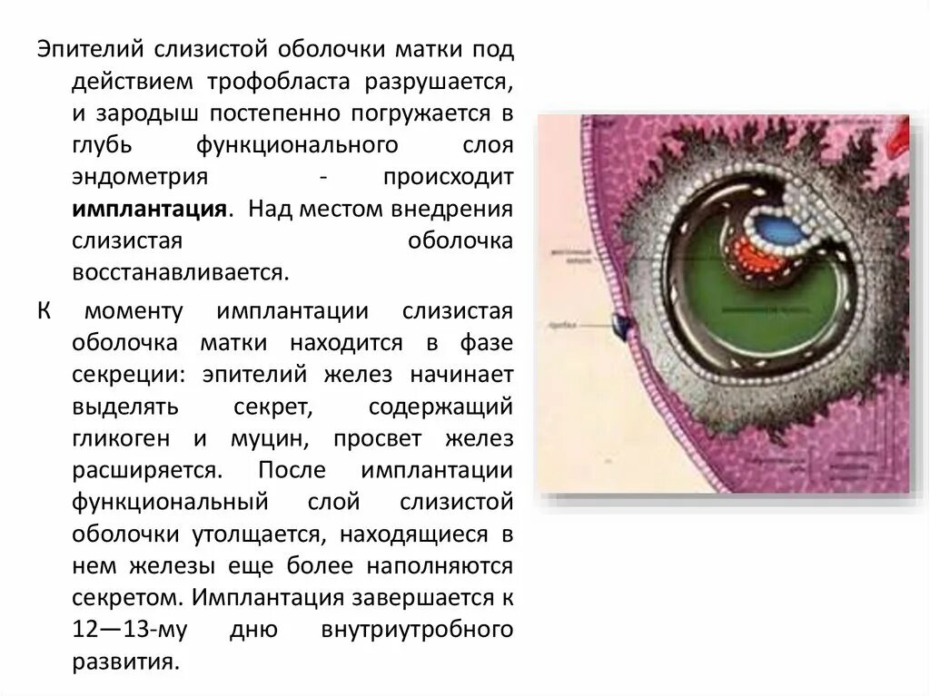 Функции оболочек яйца. Процесс развития плодного яйца. Процесс оплодотворения и развития плодного яйца. Строение плодного яйца. Развитие плодного яйца кратко.