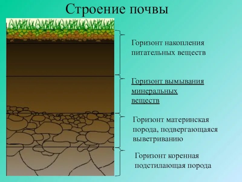 В каких почвах формируется горизонт вымывания. Структура почвы почвенные горизонты. строение почвы материнская порода. строение почвы схема. горизонт вымывания почвы.