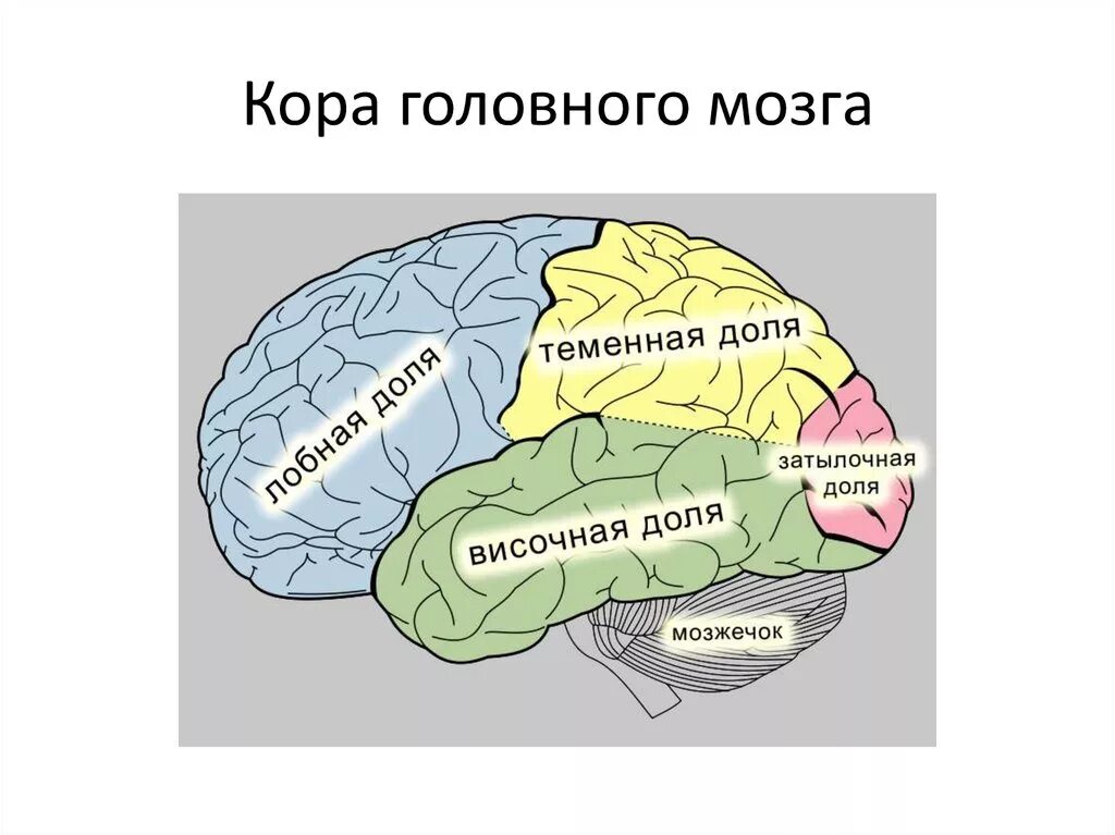 Появление коры мозга. Основные доли головного мозга. Доле коры головного мозга.