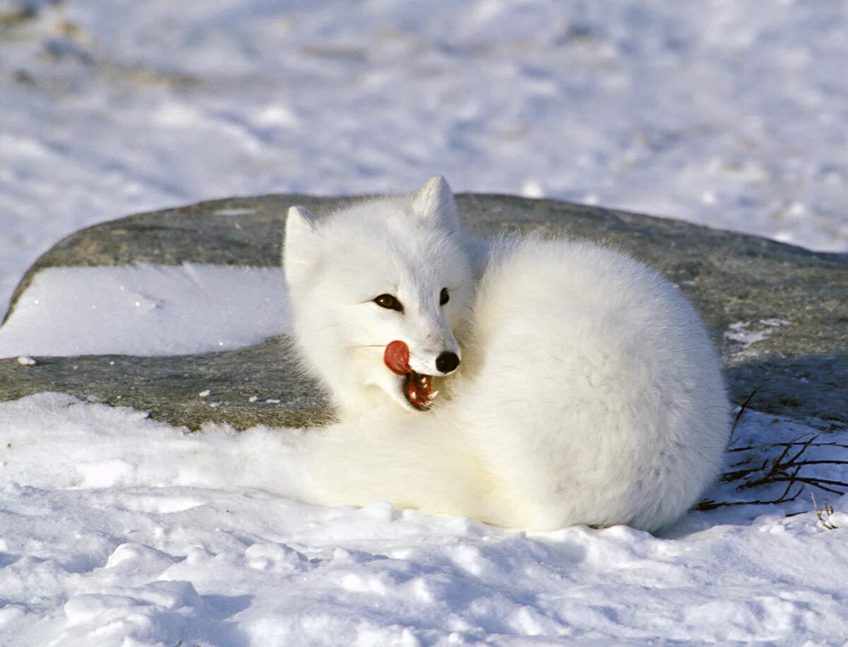 Песец зимой и летом. Тундровый голубой песец. Полярная лисица песец. Песец в Арктике. Песец в тундре.