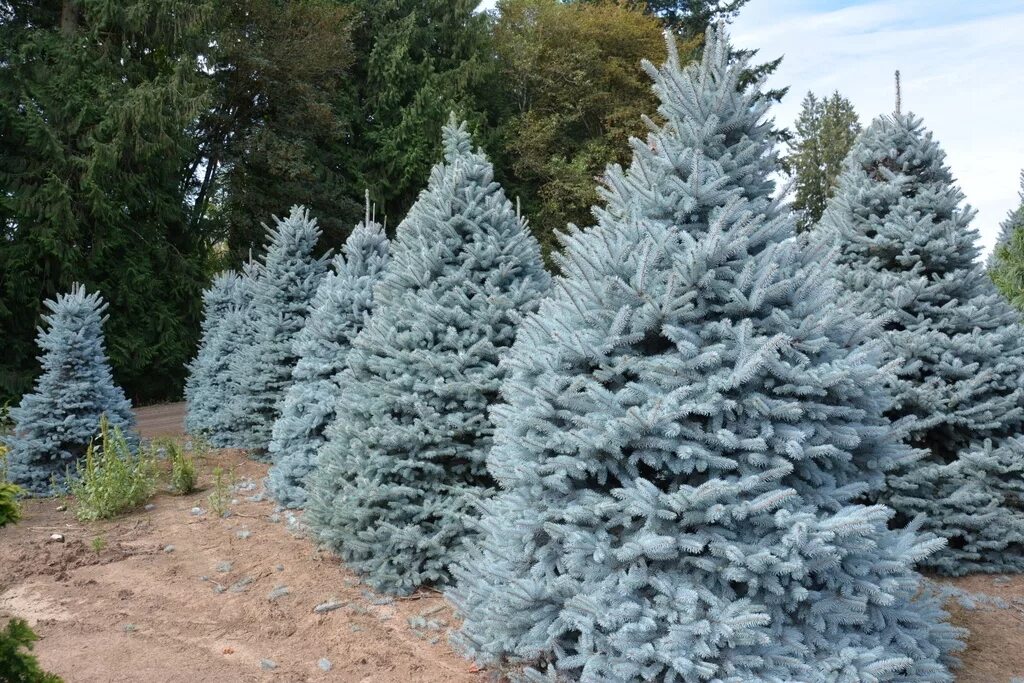 Ель колючая picea pungens. Мисти Блю ель голубая. Ель колючая Мисти Блю. Ель колючая Глаука Мисти Блю.