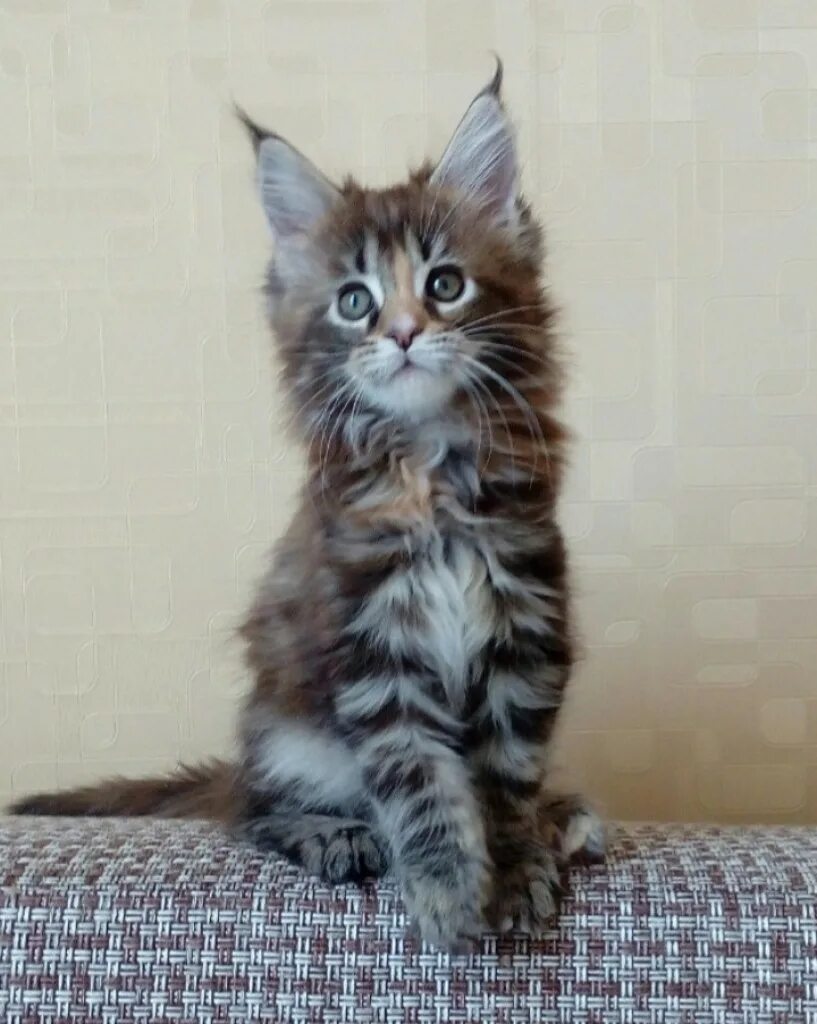 Котенок мейн кун в нижнем тагиле. Продаются чистокровные котята (мейн-кун). котёнок мейн кун в нижнем тагиле. котята мейн кун в нижнем. котята мейн кун в нижнем новгороде.