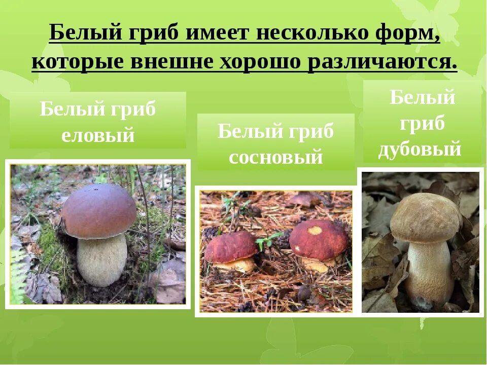 Белый гриб окружающий мир 3 класс
