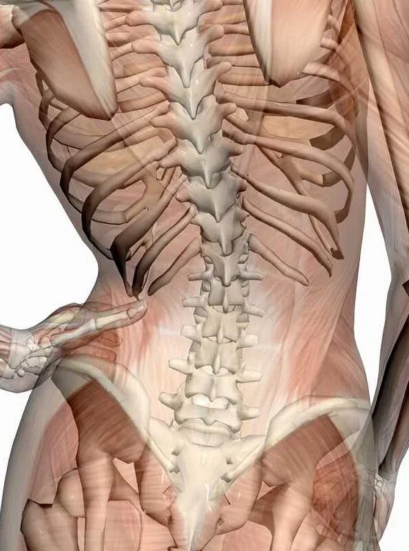 Органы человека с ребрами. Мышцы поясничного отдела позвоночника анатомия. Мышцы крестцового отдела позвоночника анатомия. Сколиоз анатомия. Квадратная мышца поясницы.