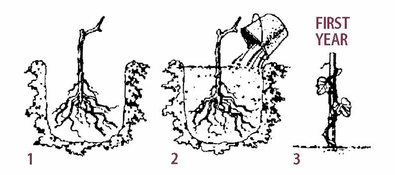 Как посадить виноград черенками весной в открытый. Высаживание винограда весной черенками. Посадка винограда черенками в грунт. Высаживание черенков винограда весной. Посадка винограда чубуками весной.