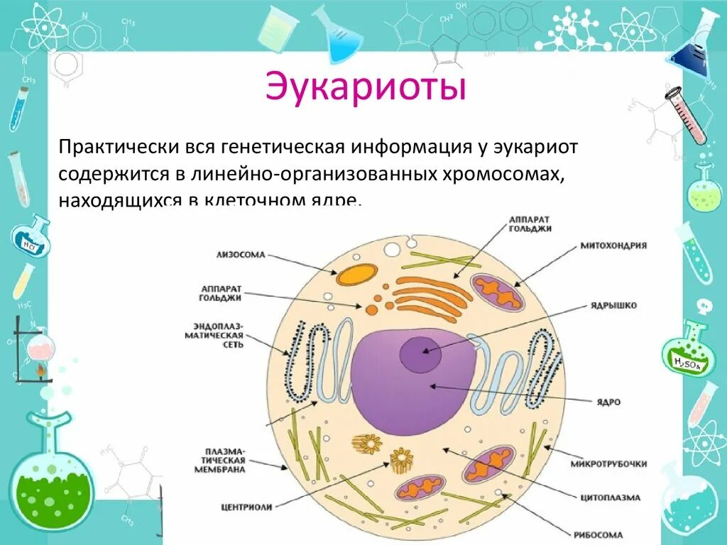 Растения эукариотические организмы. Строение клетки эукариот схема. Строение эукариотич.клетки,. Строение эукариотической клетки кратко биология. Структура клетки эукариот кратко.