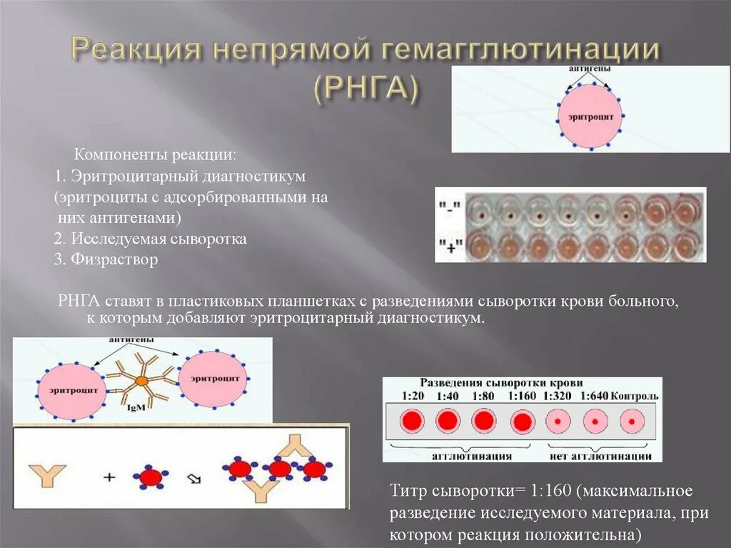 Объясните результат реакции. Реакция непрямой (пассивной) гемагглютинации (РНГА, РПГА). Реакция непрямой гемагглютинации (РНГА). Реакция непрямой гемагглютинации (РНГА, РПГА). Реакция торможения непрямой пассивной гемагглютинации.