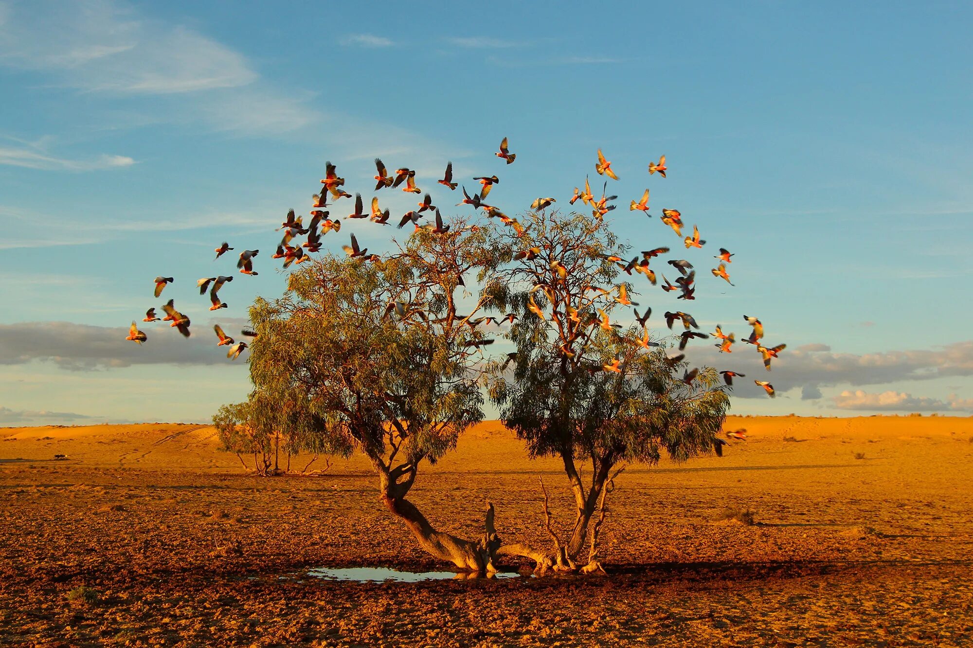 Одинокое дерево в пустыне. Природа National Geographic. Лучшие фотографии природы. Австралия природа. Natural geographic