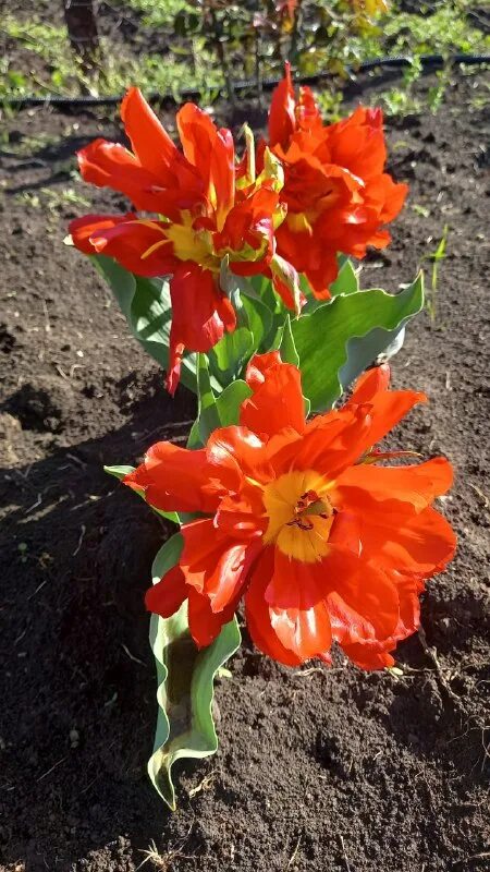 питомник роз успех каталог