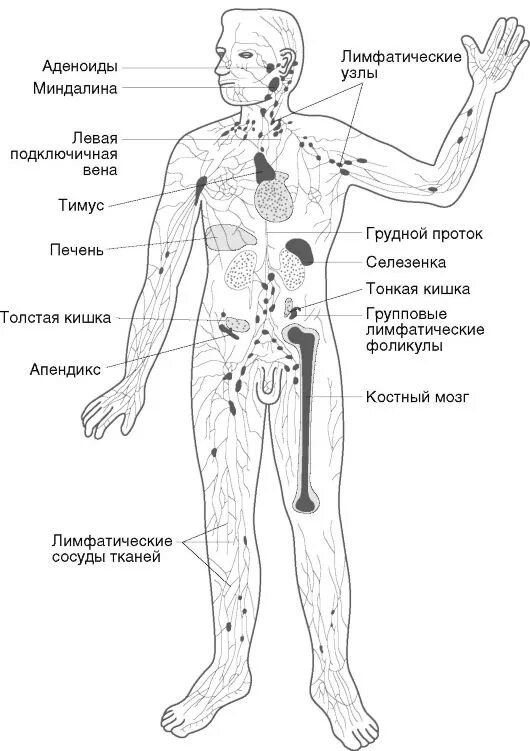 органы иммунной системы человека лимфатический узел. органы отвечающие за иммунитет человека. иммунная система человека. иммунная система человека анатомия. схема иммунной системы организма человека.