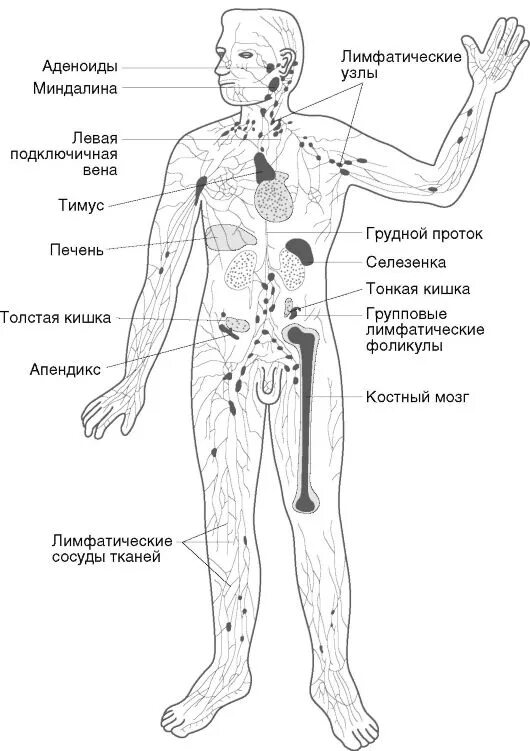 Лимфоузлы надпочечников. Центральные и периферические органы иммунной системы схема. Строение иммунной системы человека. Схема иммунной системы организма человека. Периферические органы иммунной системы человека.