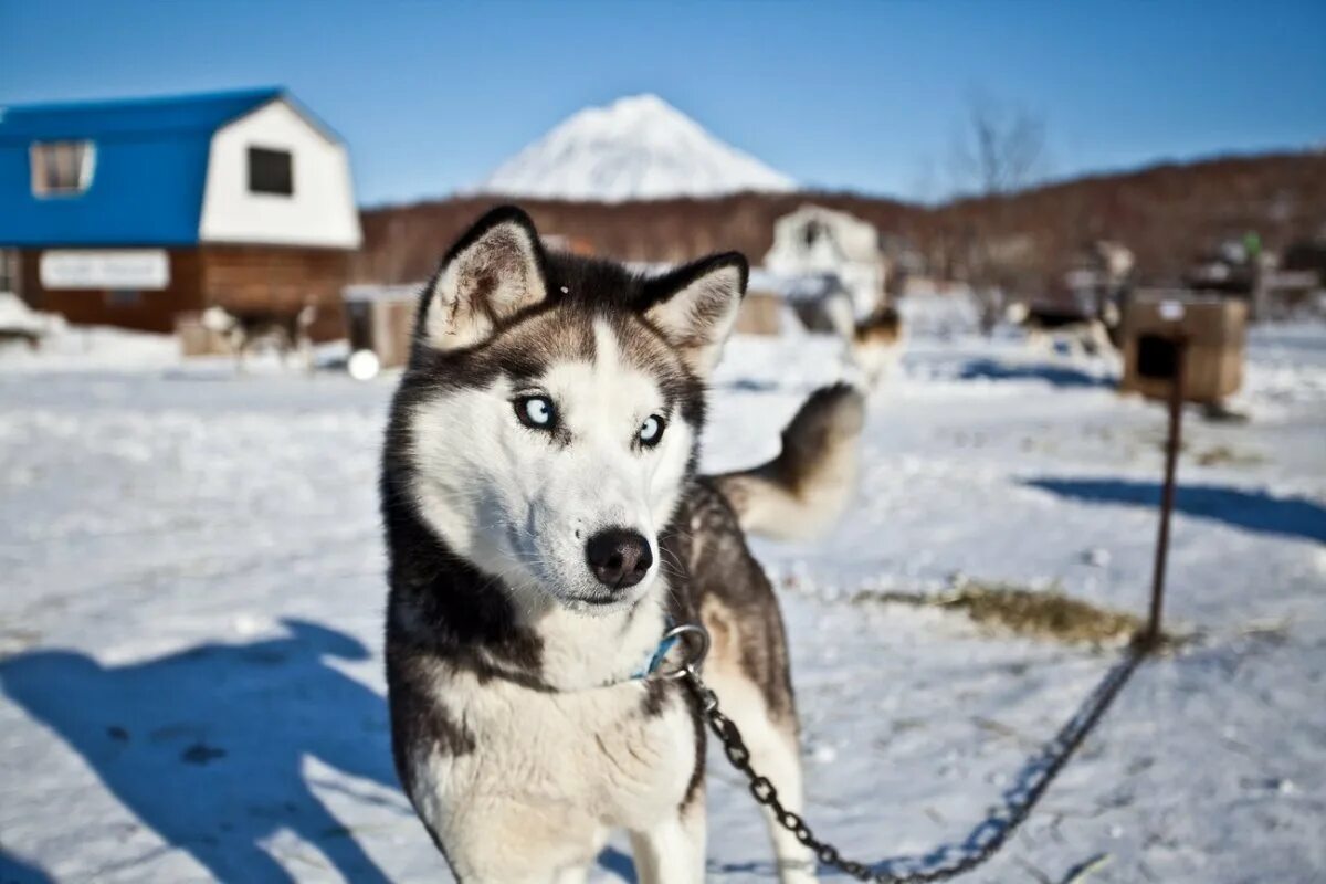 Камчатка берингия гонки на собаках. Ездовая лайка. Чукотская ездовая лайка. Камчатка каюры хаски. Хаски камчатки.