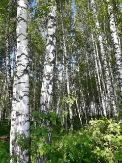 Гор береза