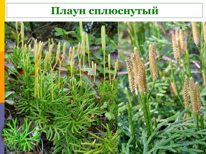 Плауны огэ