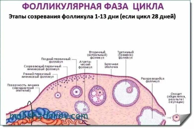 Разрыв овуляции. Фолликулы в яичниках в 1 фазе цикла. Гормоны фолликулярных клеток яичника. Фолликулярный эпителий фолликула. Фазы развития фолликула в яичнике.