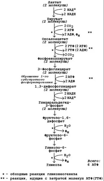 Обходные реакции глюконеогенеза схема Глюконеогенез (гнг)