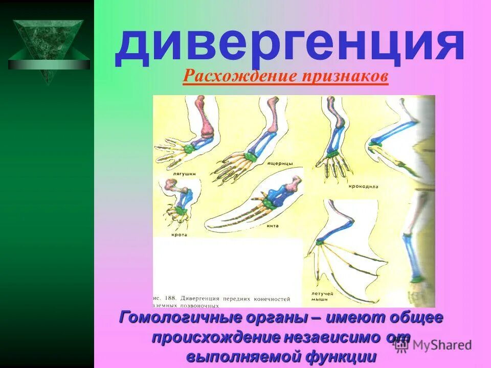 Дивергенция это в биологии кратко. Дивергенция расхождение признаков. Дивергенция расхождение признаков. Схема дивергенции форм. Конвергенция и дивергенция в биологии.