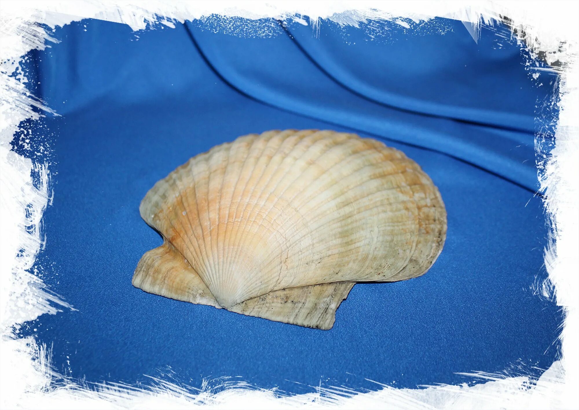 двустворчатые моллюски перловица. морской гребешок систематика. рассмотрите раковины морского гребешка и мидии. морской гребешок моллюск. где обитают двустворчатые моллюски.