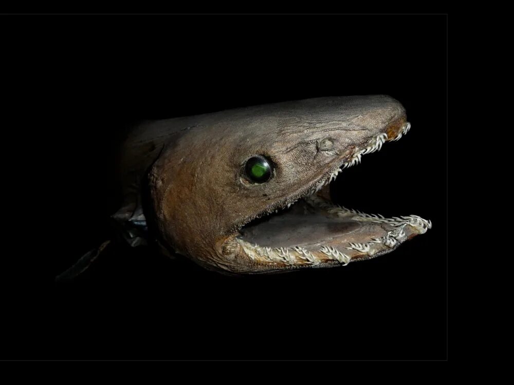 Страшные рыбы в океане. Плащеносная акула Chlamydoselachus anguineus. Гофрированная акула (плащеносная). Акула Гоблин Марианская впадина.